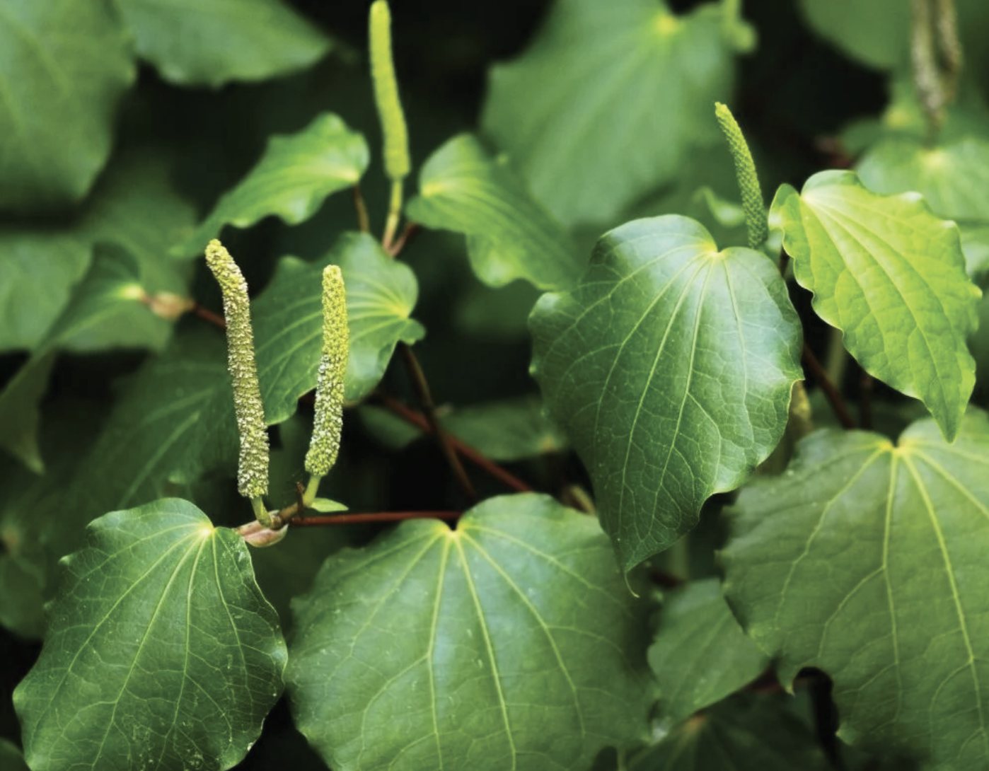 Kawakawa leaves and flower spikes